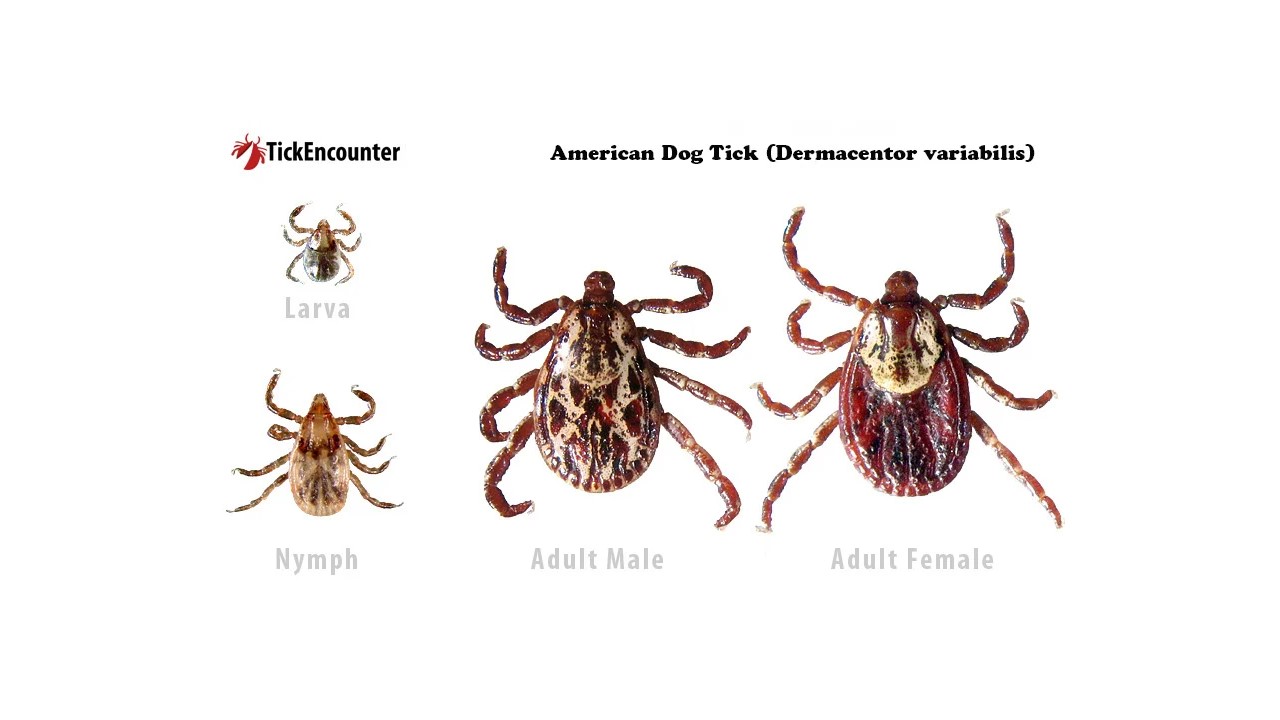 American dog tick