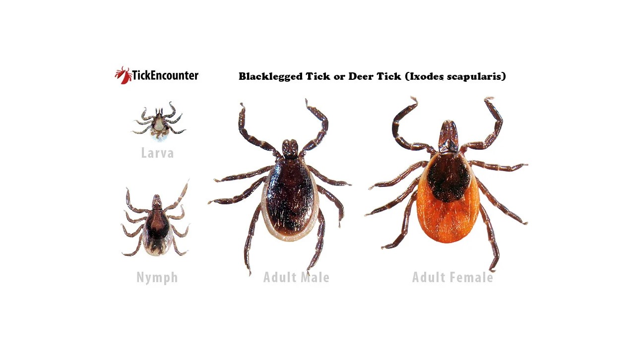 black legged or deer tick